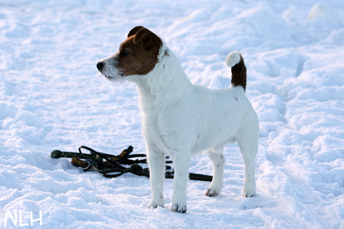 110127 arska2.jpg - Arska jäälenkillä